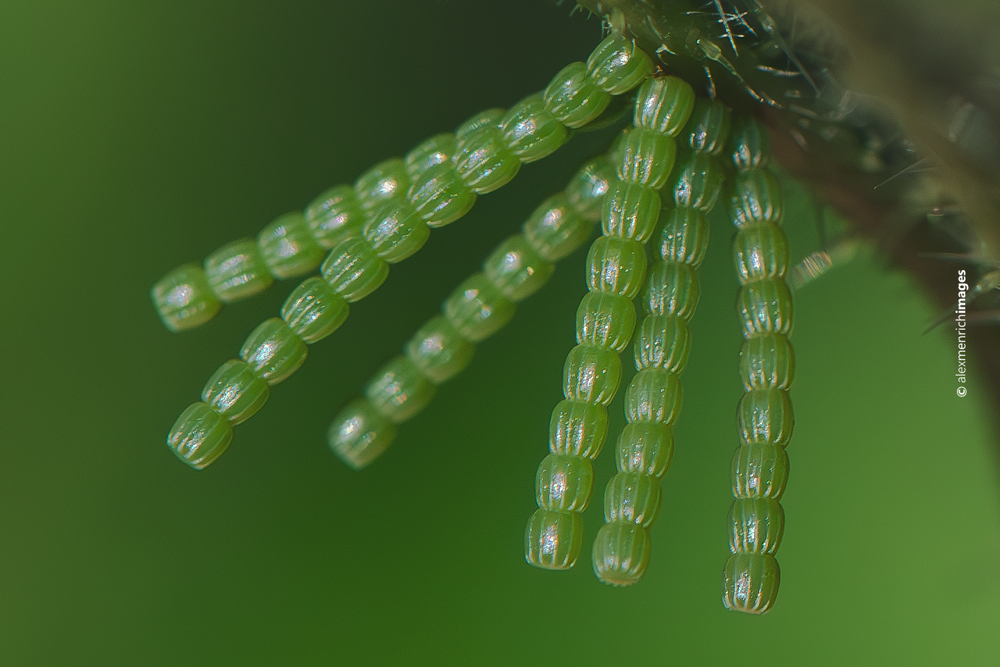 Az Araschnia levana (pókhálóslepke) életmenti-kutatása Jósvafőn