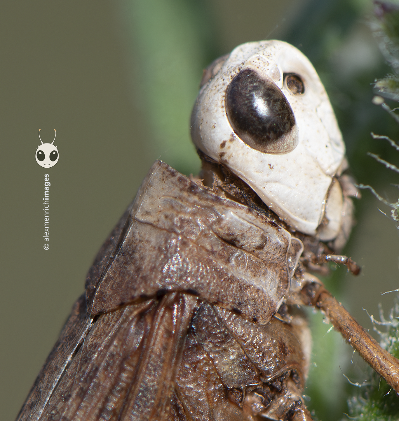 Zombisáskák Tenerifén